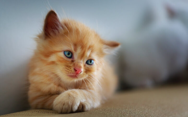 Мяу! ! Котики з Покрову чекають на твою любов - потрібні ліки