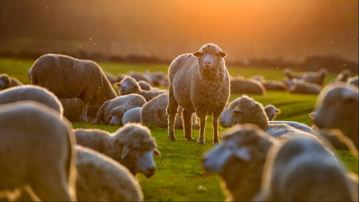 100 кілограмів конопель з'їли вівці у Греції
