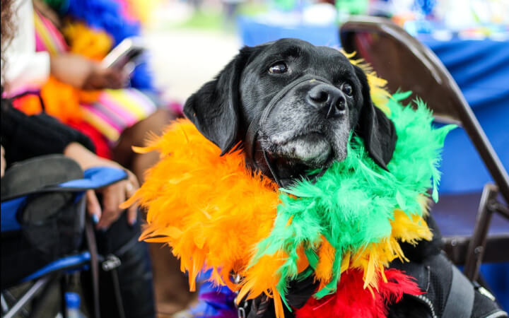 Авто давлять собак спеціально?