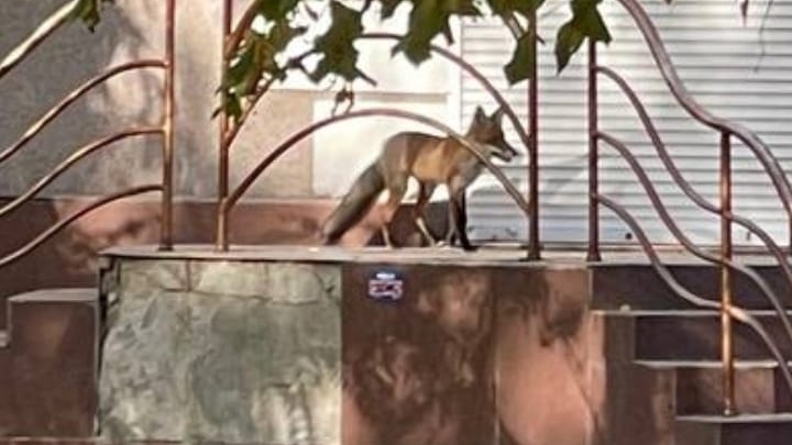 В Нікополі помітили лисицю в центрі міста