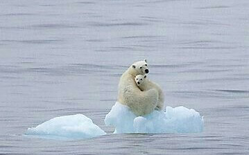 Корупція винна у змінах клімату: в Марганці відбувається справжній геноцид дерев