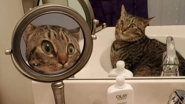 Вчені дослідили, які тварини можуть бачити своє відображення в дзеркалі