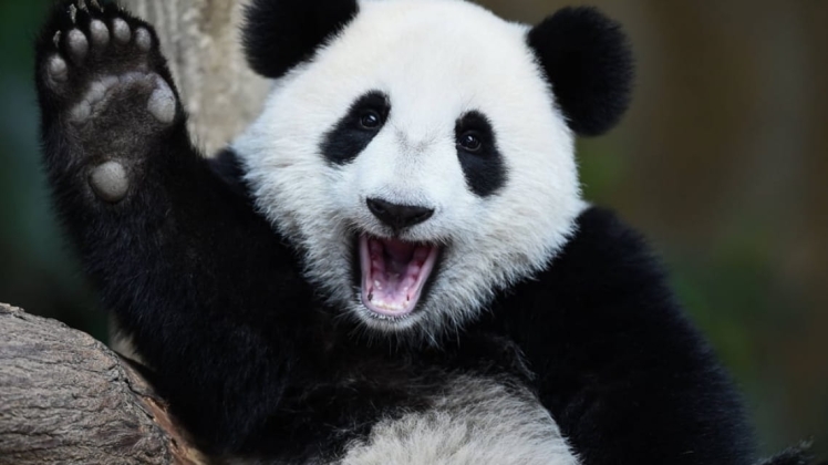 Китай поверне панд в зоопарк США
