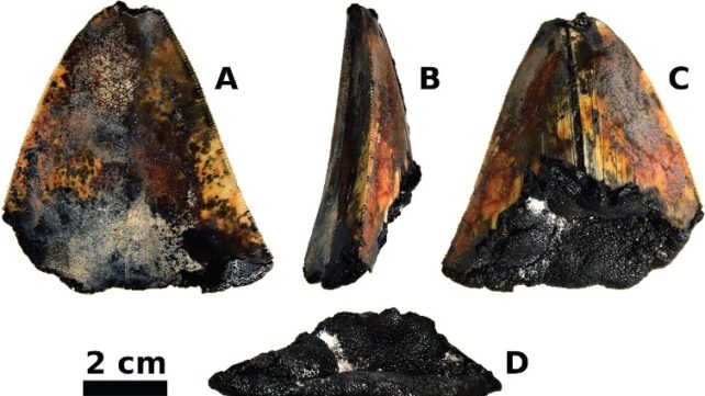 Зуб мегалодону знайшли на глибині 1,9 милі нижче поверхні Тихого океану