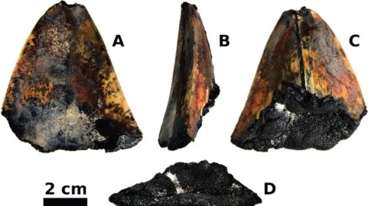 Зуб мегалодону знайшли на глибині 1,9 милі нижче поверхні Тихого океан