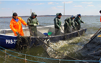 Риболови ловлять останню рибу з Каховського моря: дізнайся (фото)