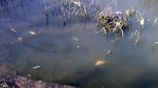 Мор риби у Дніпрі: що сталося?