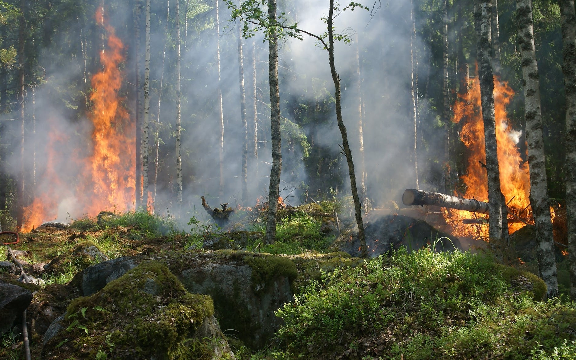 В Україні посилили відповідальність за підпали лісів: дізнайся наскільки