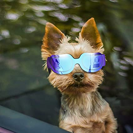 Amazon.com : Enjoying Small Dog Sunglasses - Dog Goggles for UV ...