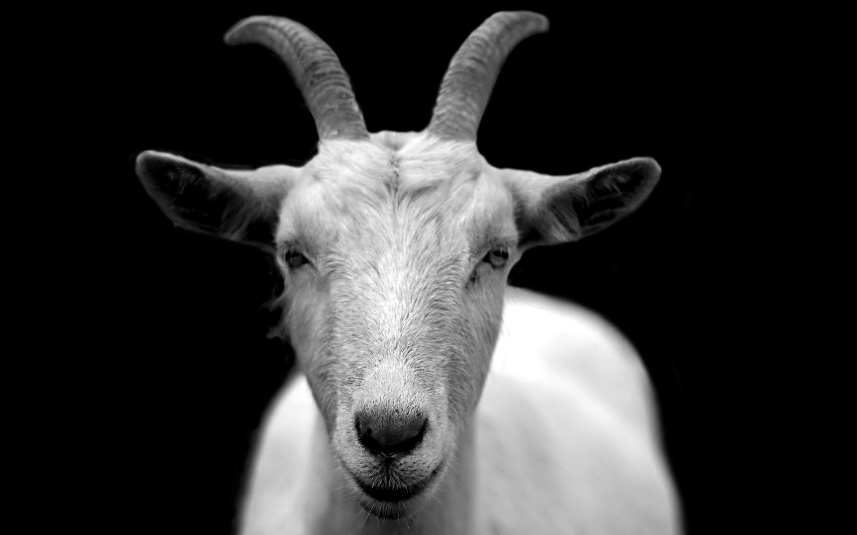 Today goats... and goats | blog